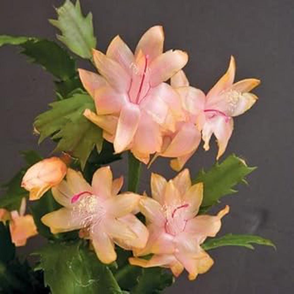 Zygocactus Peach Flower Seeds Organic, Heirloom Non-GMO Christmas Cactus Seeds for Indoor & Garden Planting