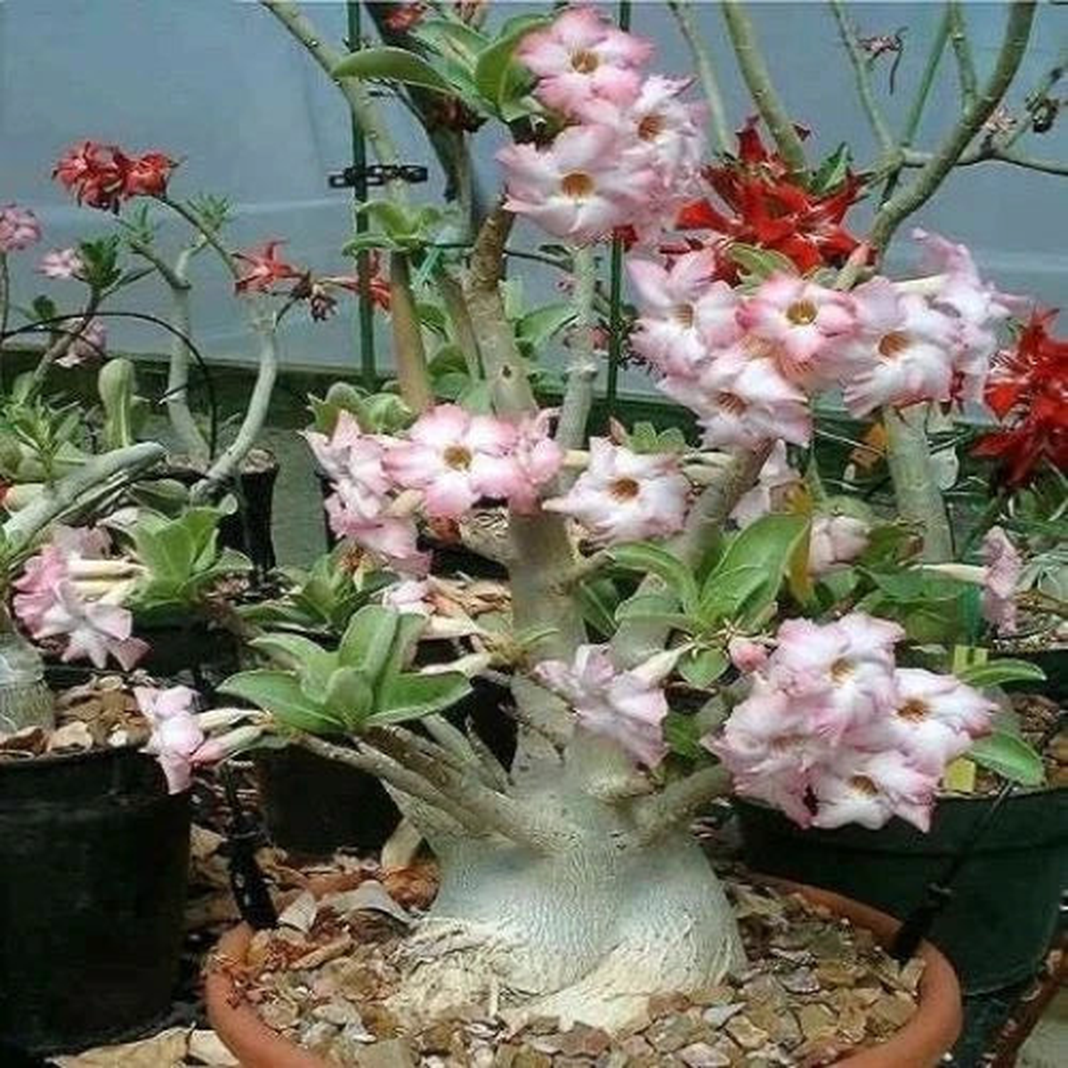 Adenium Arabicum Yemen seeds  Heirloom, Non-GMO, High Germination Organic Garden Seeds