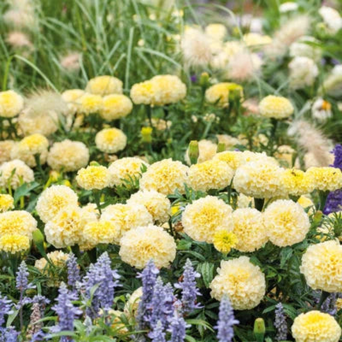 African Marigold MOONLIGHT - Double Blooms Beneficial Bees Non-GMO  Heirloom, Easy to Grow, Annual Blooms