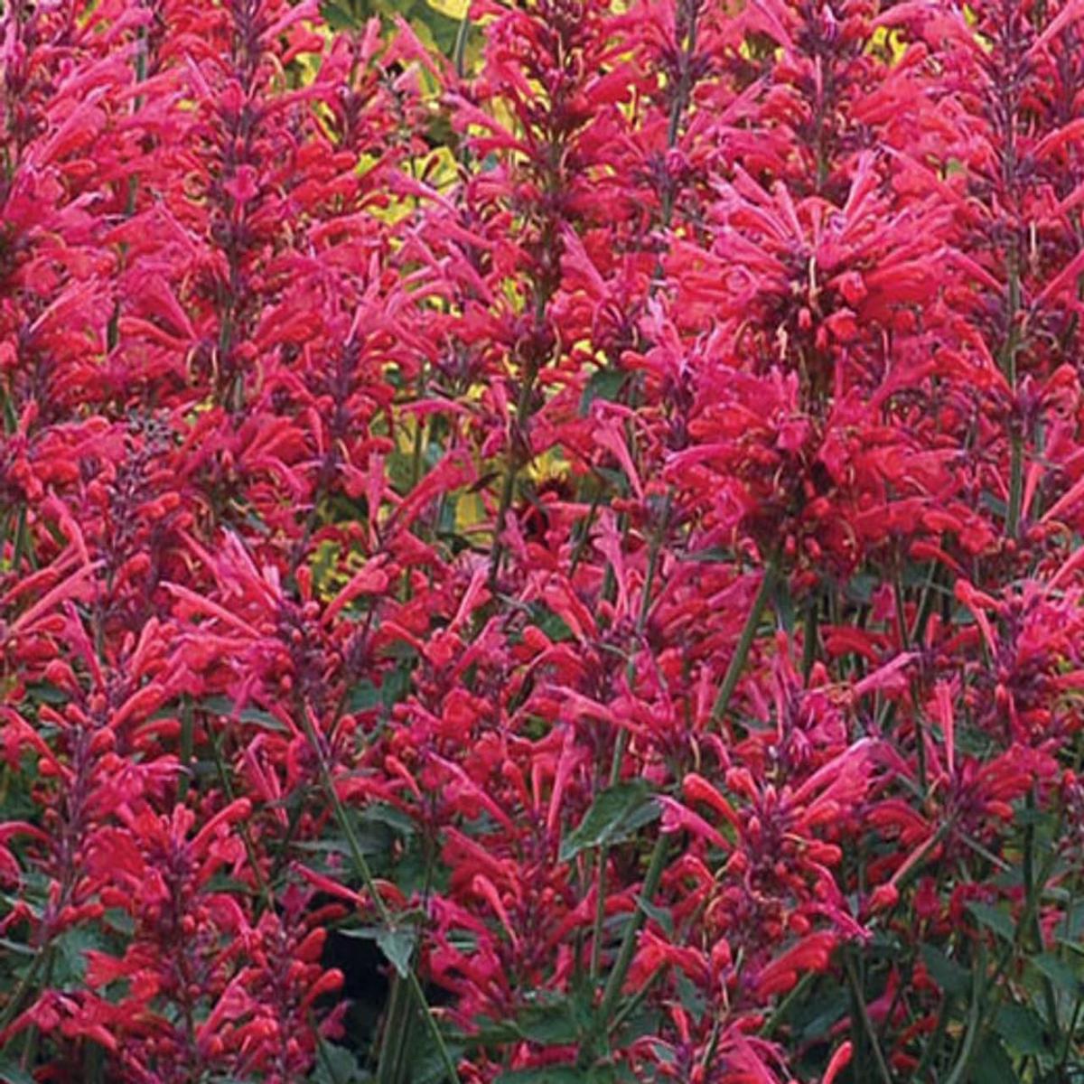 Agastache Cana Flower Seeds for Planting - Heirloom Non-GMO High Germination Organic Garden Seeds