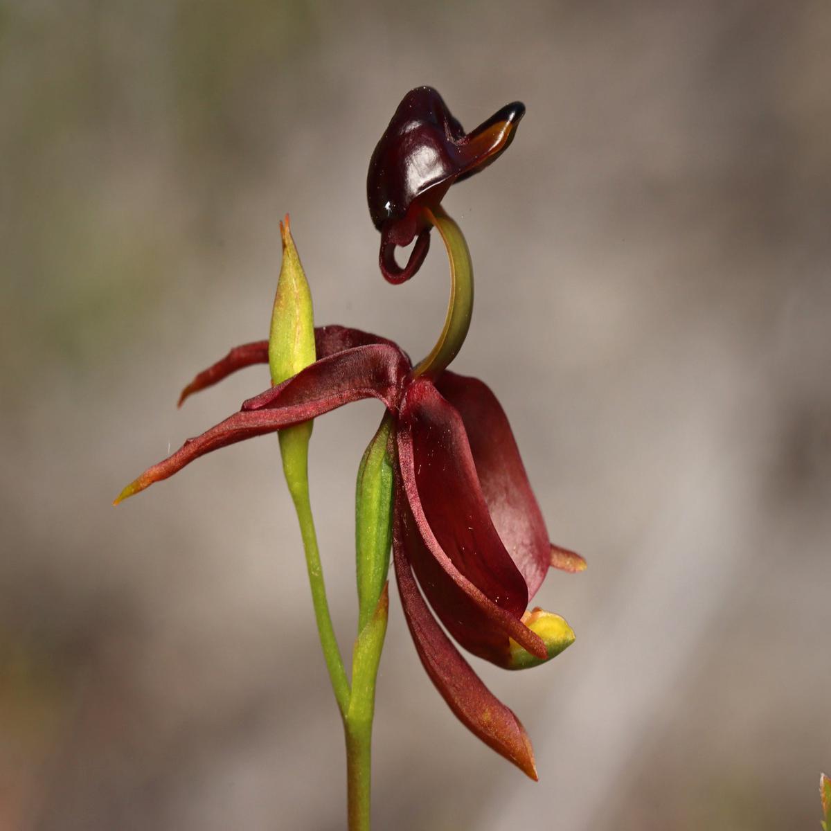 Flying Duck Orchid Flower Seeds for Planting Heirloom, Non-GMO, High Germination