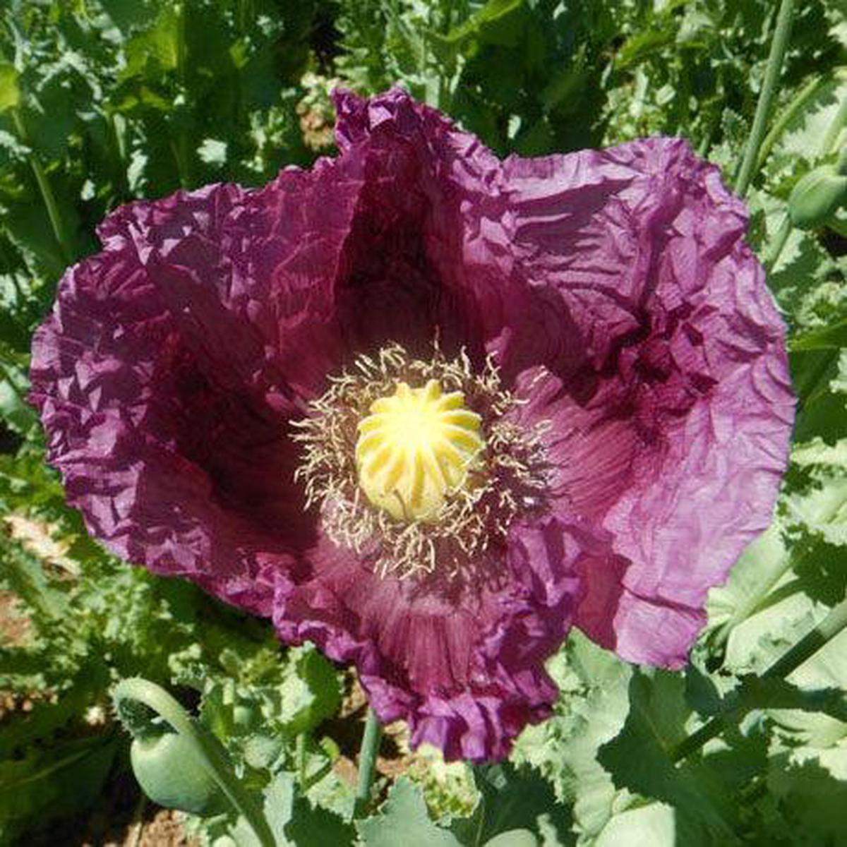 Zahir Poppy Seeds (Organic)