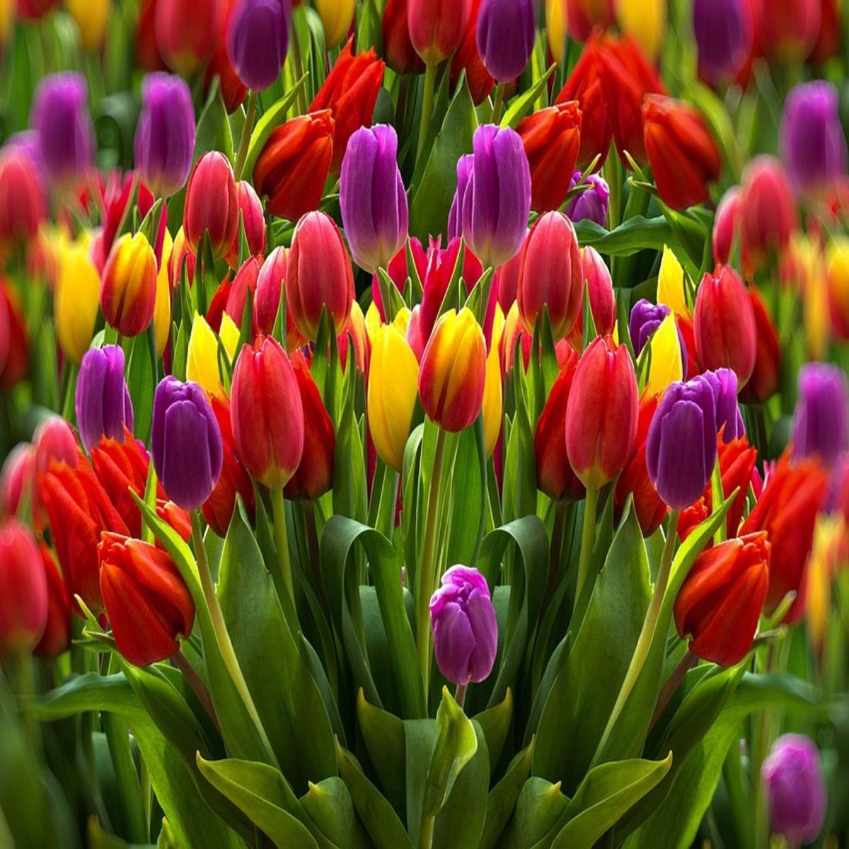 Tulip Flower Seeds for Planting  Heirloom, Non-GMO, High Germination, Organic Garden Seeds