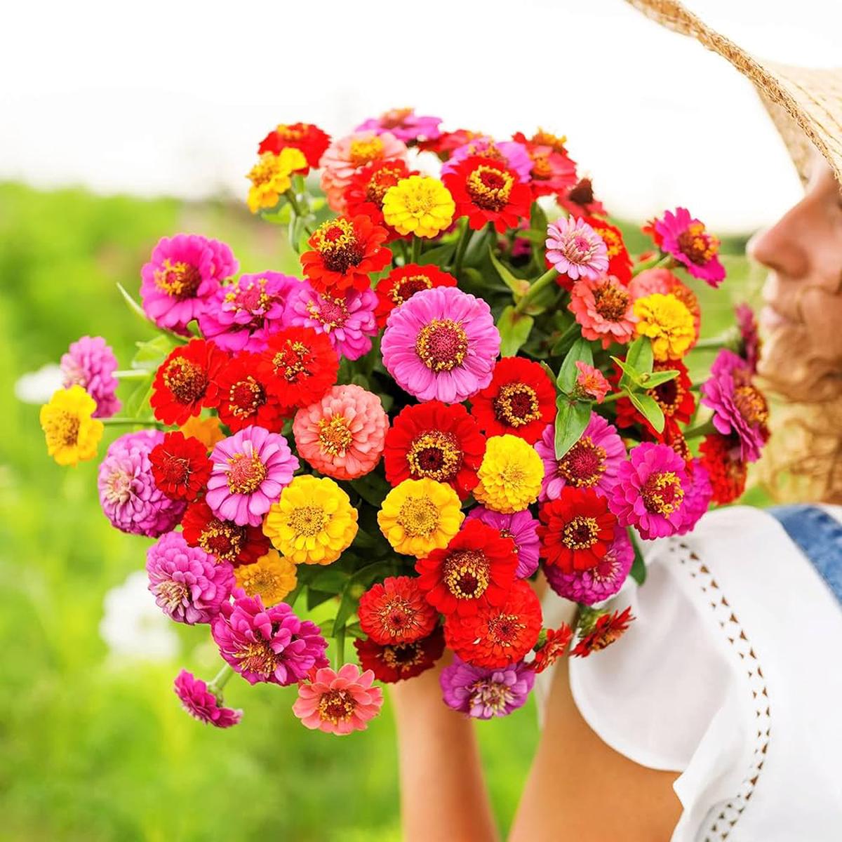 Zinnia Pumila Mix Zinnia elegans Seeds for Planting flower bed home garden