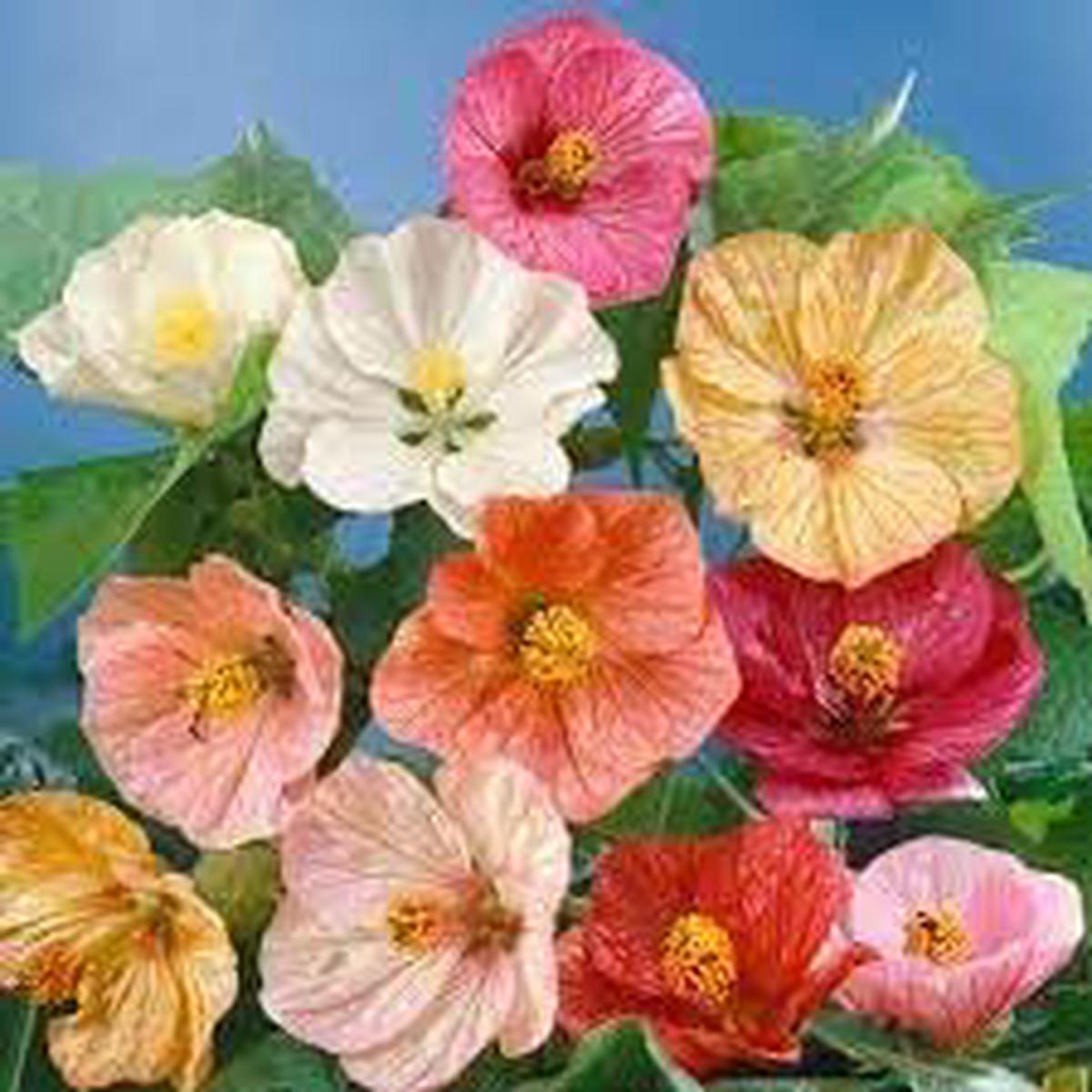 Abutilon Flower Seeds for Planting Premium Quality, Heirloom, Non-GMO, High Germination Organic Garden Seeds