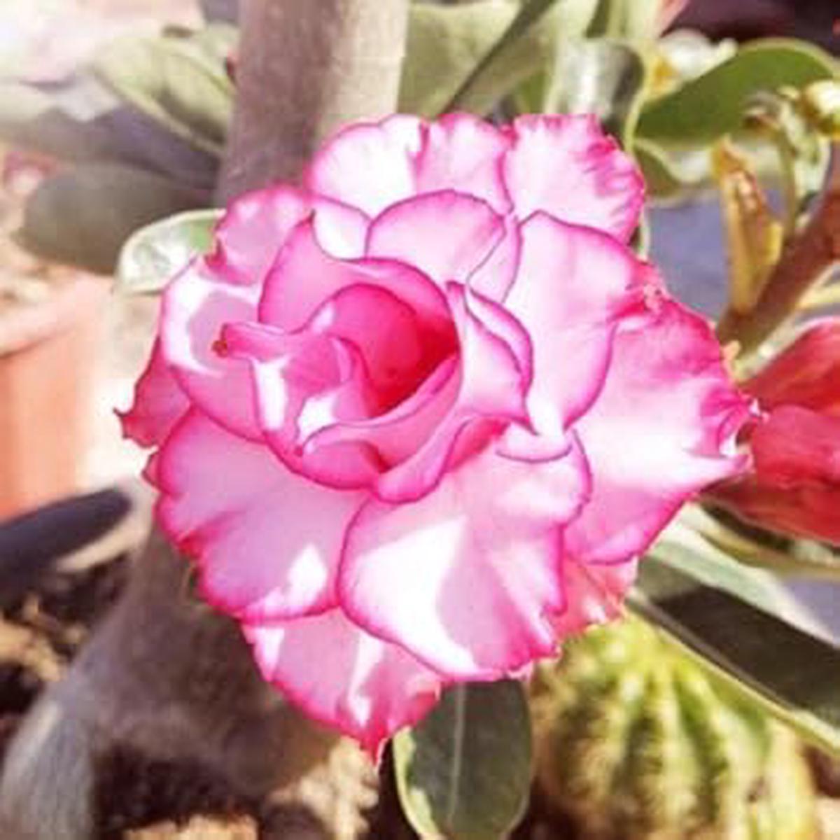 Adenium Obesum Rose Flower Seeds for Planting | Fragrant Blossoms | Heirloom Non-GMO High Germination Seeds