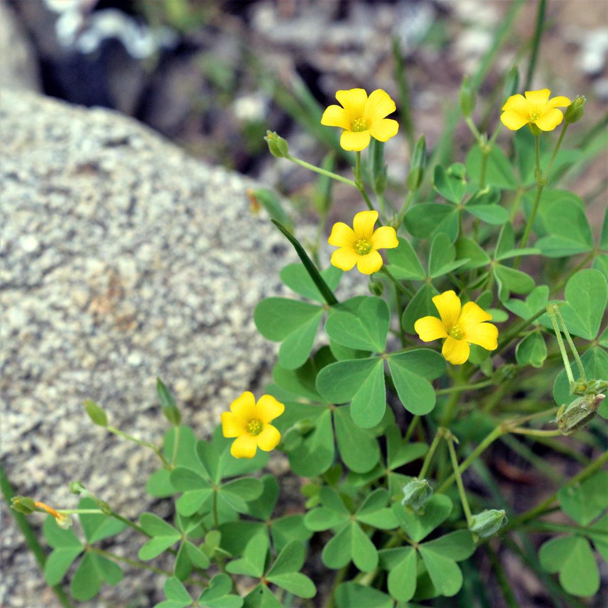 African Oxalis Flower Seeds for Planting Compact Growth, Heirloom & Non-GMO Organic Garden Seeds