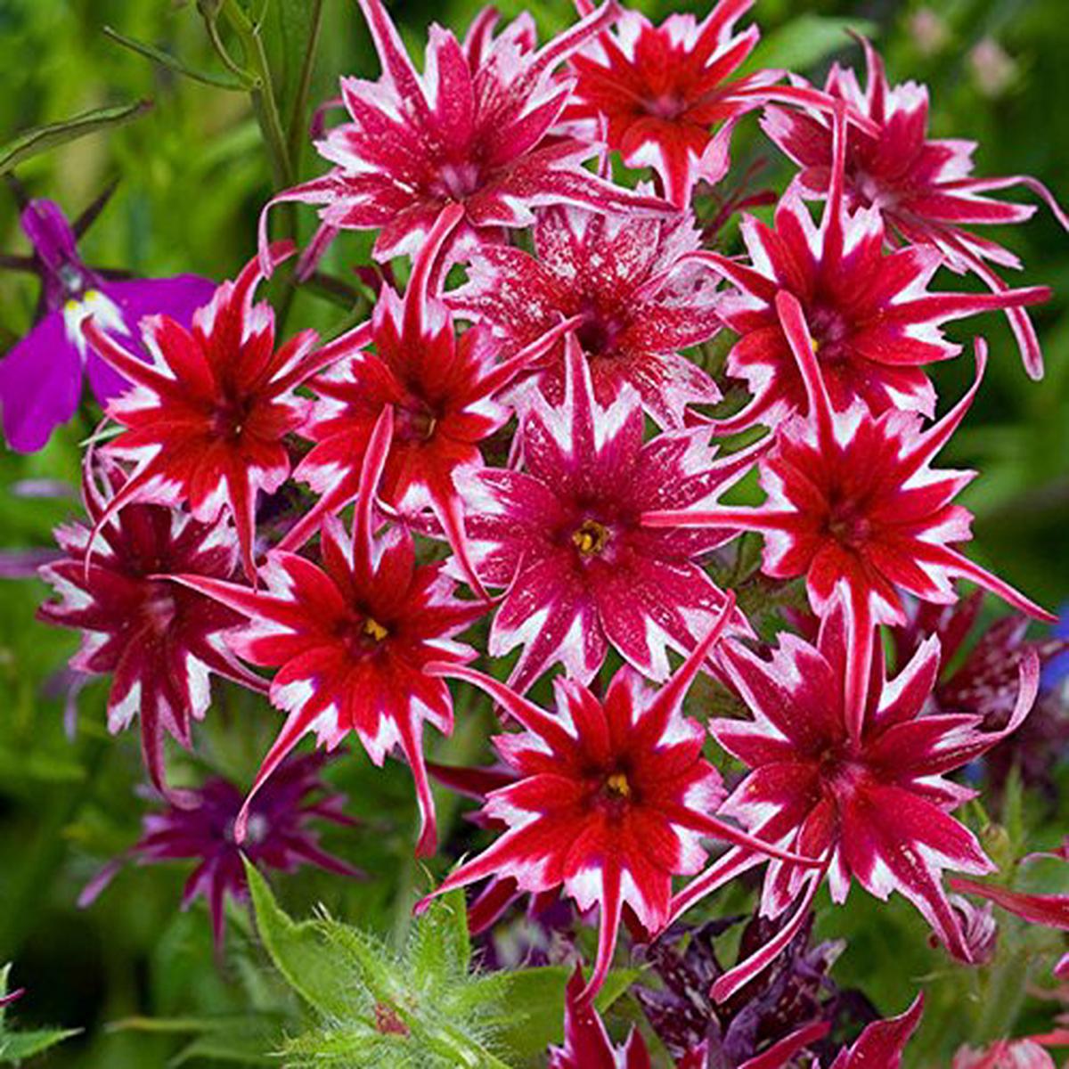 Twinkle Star Flower Seeds for Planting Heirloom, Non-GMO, High Germination Seeds for Home Garden