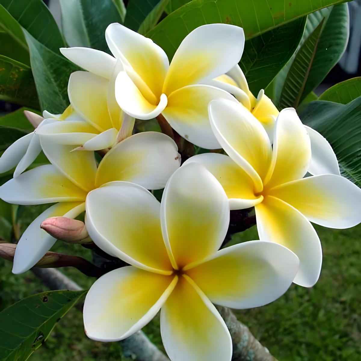 Yellow White Frangipani Flower Seeds  Heirloom, Non-GMO Tropical Seeds for Planting