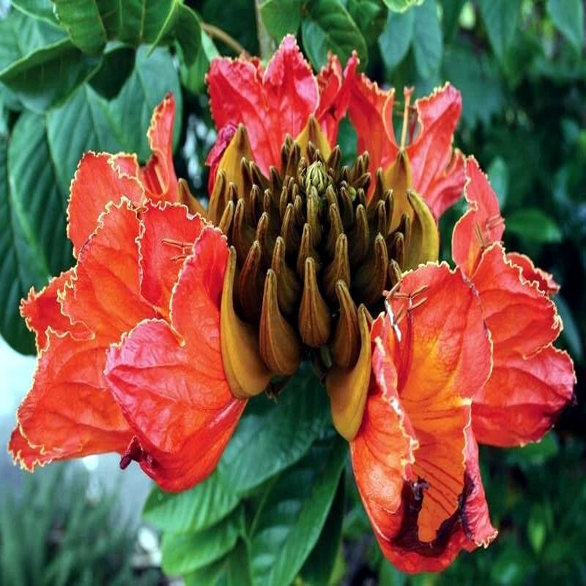 African Tulip Magnolia Flower Tree Seeds Spatho campanulata Flame of The Forest  Heirloom, Non-GMO, High Germination Organic Garden Seeds