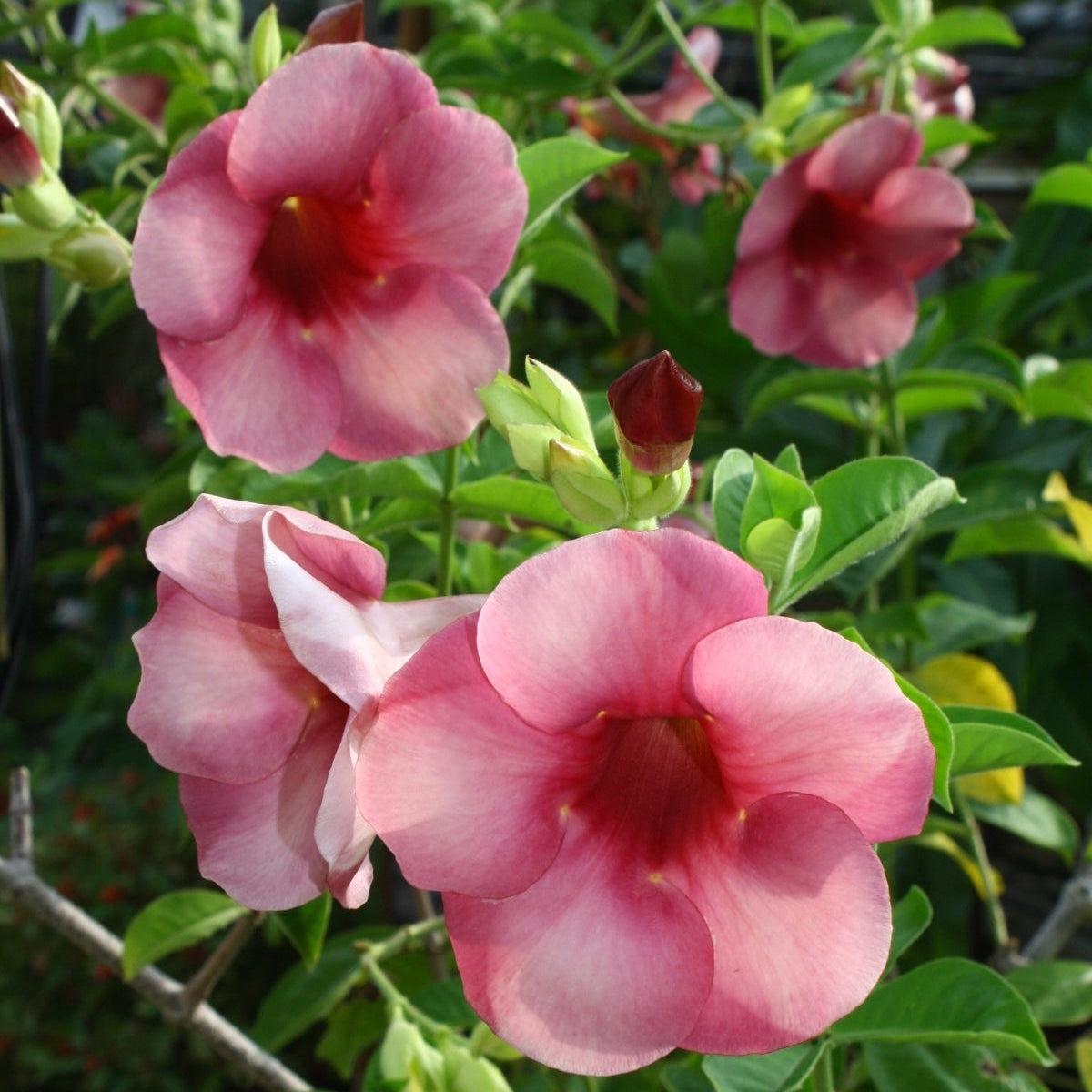 Allamanda Blanchetii Flower Seeds for Planting  Heirloom, Non-GMO, Easy to Grow, Tropical