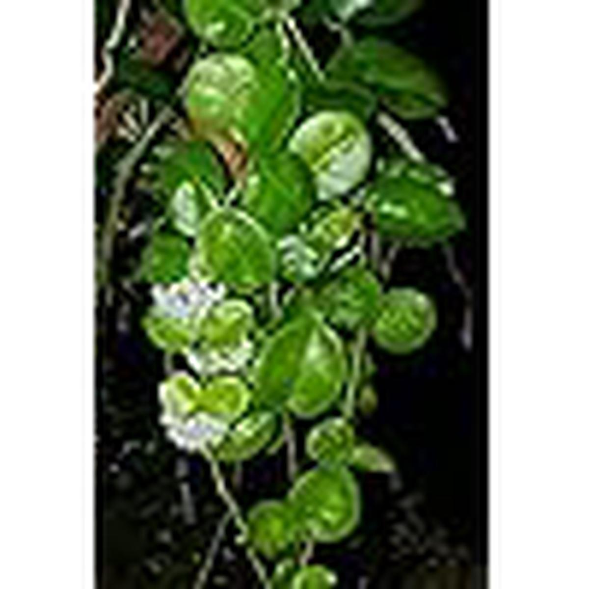 Cream Hoya Flower Seeds Heirloom, Non-GMO, High Germination Organic Garden Seeds for Planting