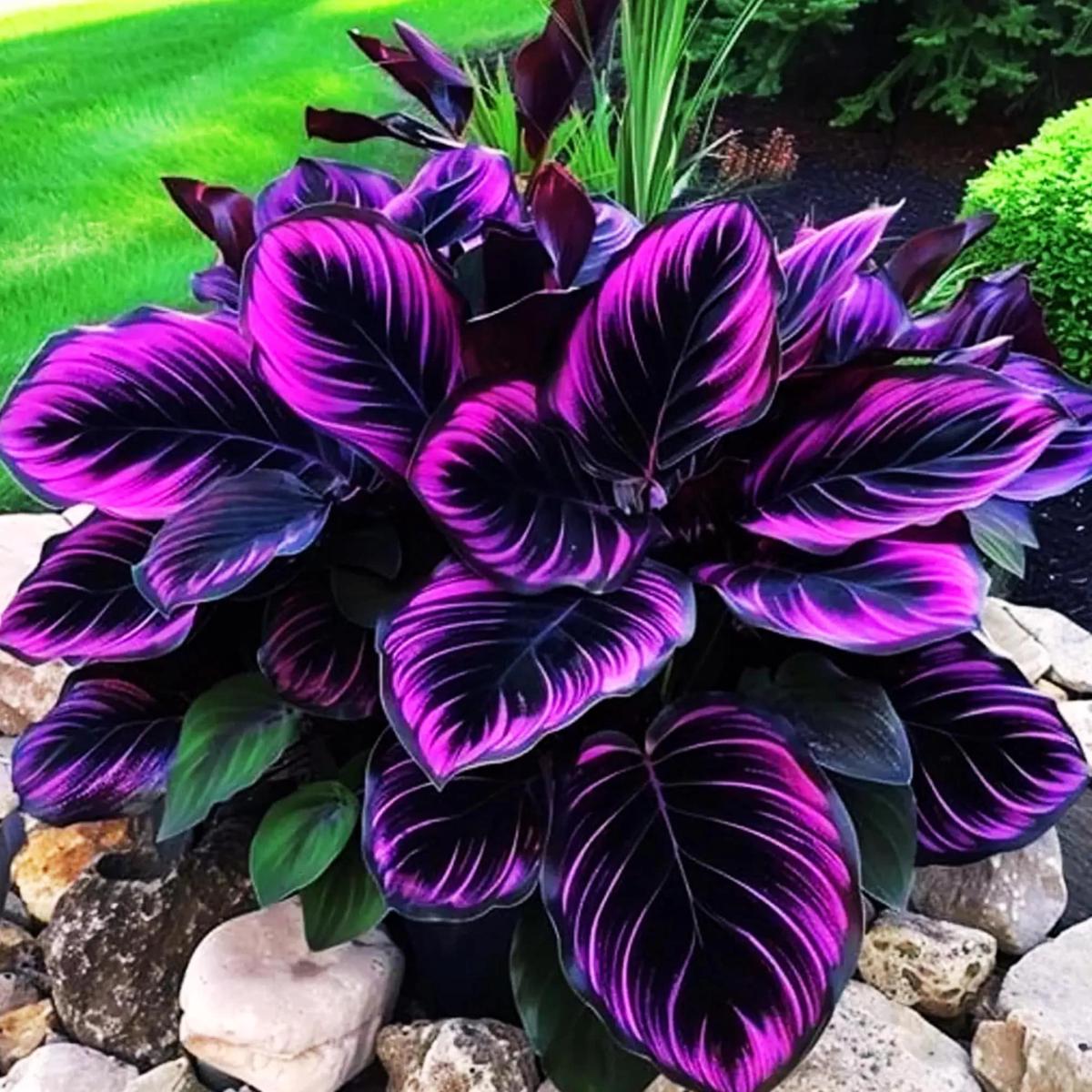 Purple Calathea Warscewiczii Flower Seeds for Planting  Heirloom, Non-GMO, High Germination Organic Garden Seeds