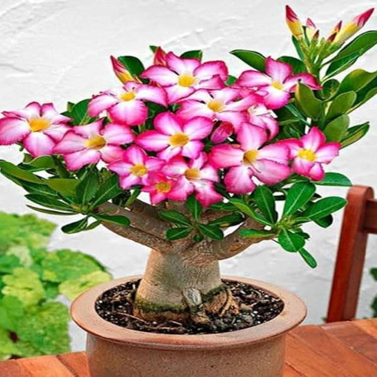 Adenium Obesum Seeds  Beautiful, Hardy Desert Rose for Your Garden or Indoor Plant Collection