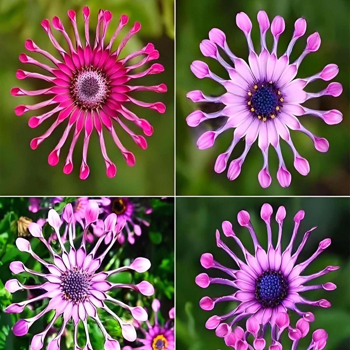 African Blue Eyed Daisy Seeds Heirloom Cape Mix for Butterfly Gardens