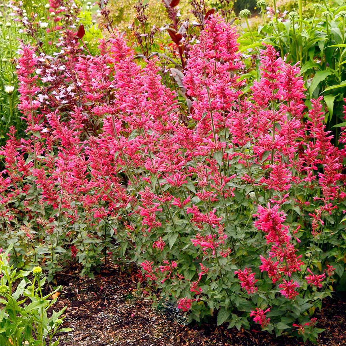 Agastache Cana Flower seeds for Planting - Drought Tolerant, Heirloom & GMO Free Seeds for Home Garden