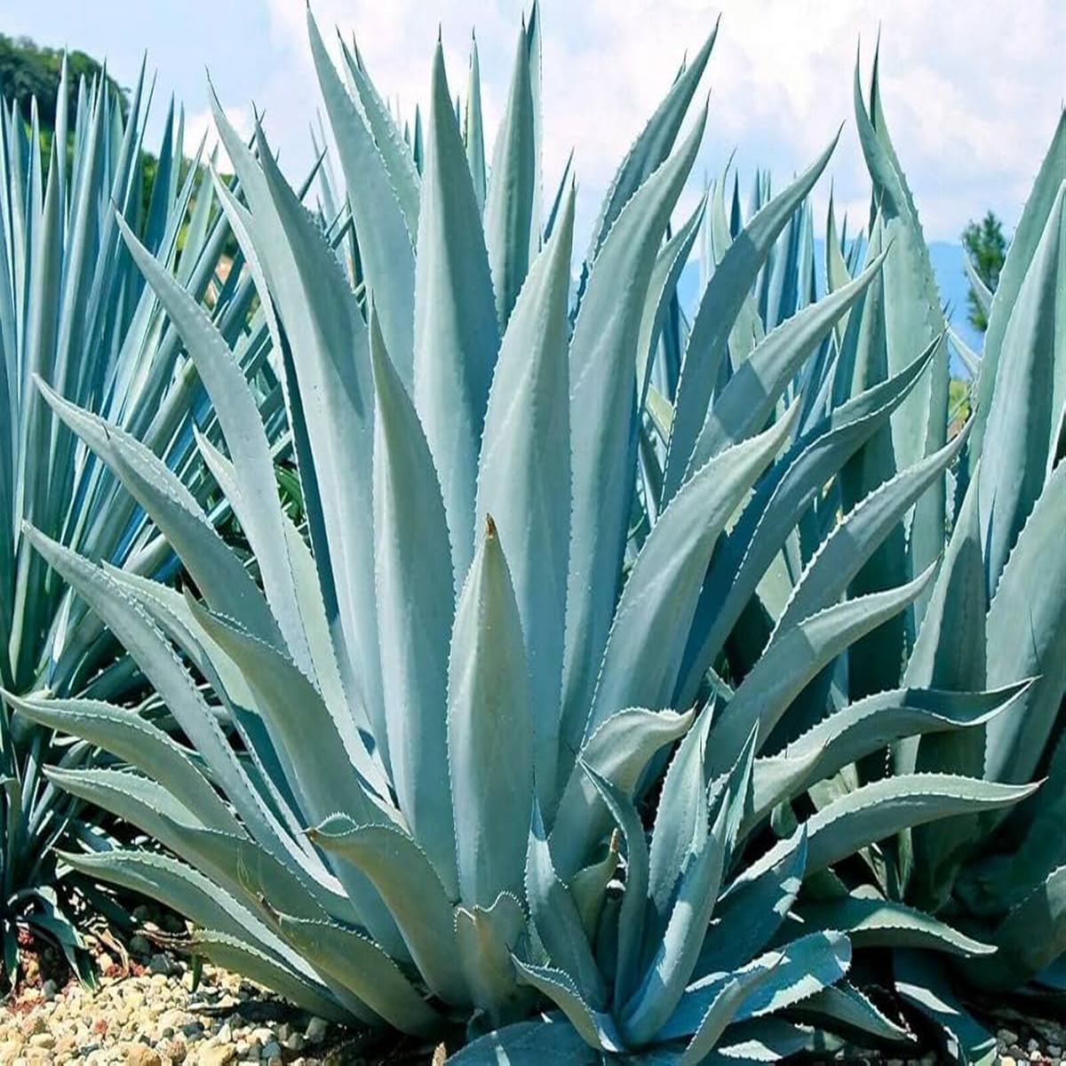 Agave Havardiana Succulent Plant Seeds for Planting  Heirloom, Non-GMO Desert Hardy Seeds
