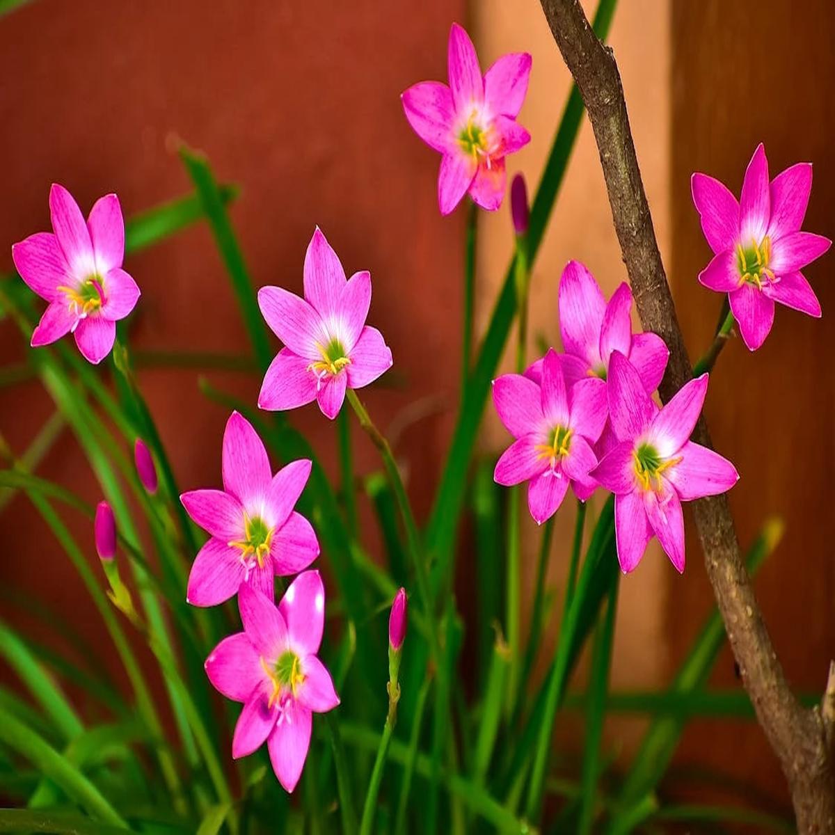 Pink Crocus Flower Seeds for Planting Heirloom Non-GMO, High Germination Organic Garden Seeds