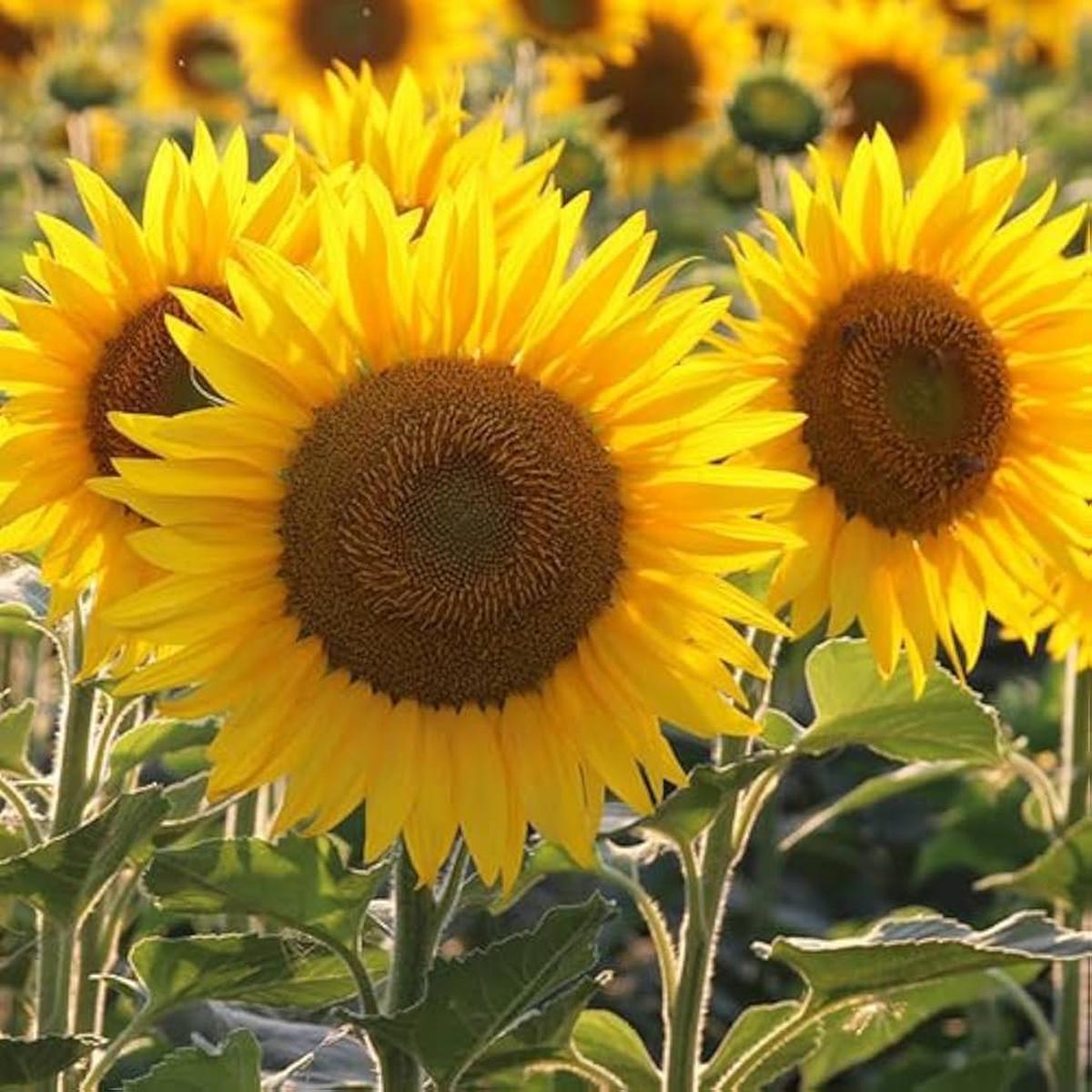 Yellow Sunflower Flower seeds for Planting Premium Quality Heirloom & GMO Free Seeds for Home Garden Sale