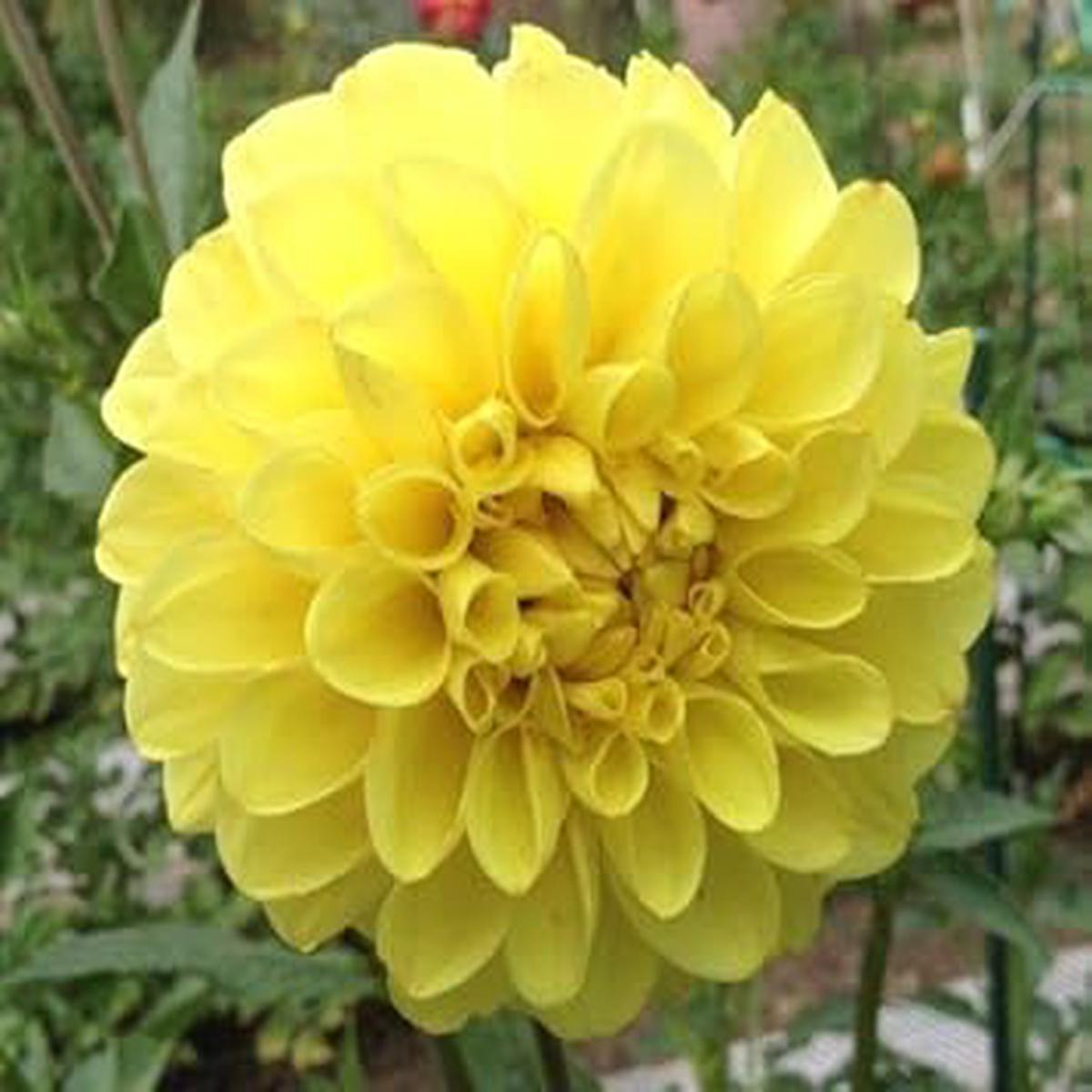 Yellow Two-Color Dahlia Flower Seeds for Planting  Heirloom, Non-GMO, High Germination Organic Garden Seeds