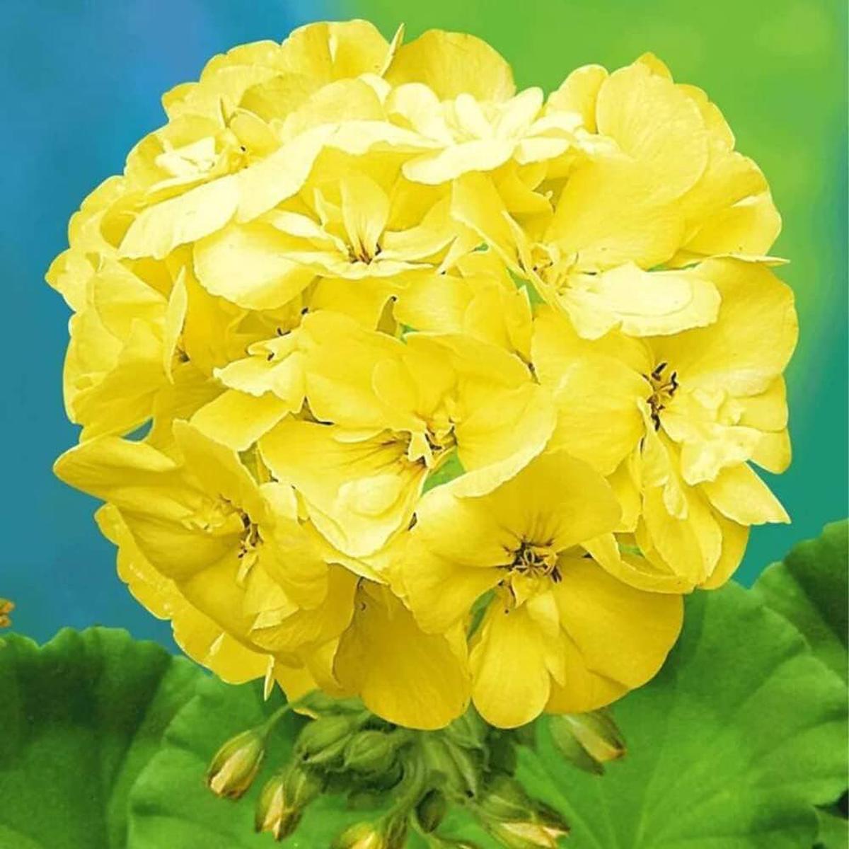Thick Yellow Geranium Flower Seeds for Planting | Heirloom Non-GMO High Germination Organic Garden Seeds
