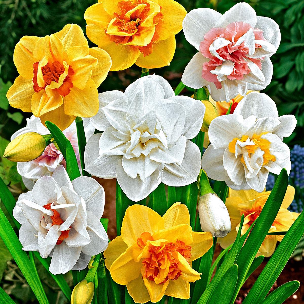 Yellow White Narcissus Flower Seeds for Planting  Heirloom, Non-GMO, High Germination Organic Garden Seeds