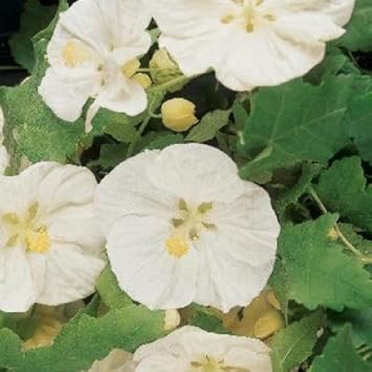 Abutilon Flower seeds for Planting - Seasonal Bloomer, Heirloom & GMO Free Seeds for Home Garden