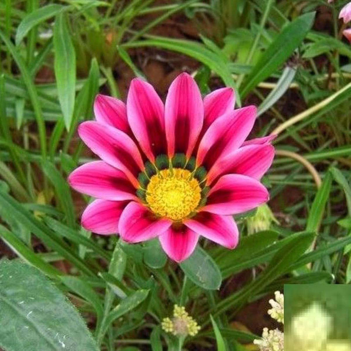 African Daisy Arctotis Rollier Seeds for Planting Flower Bed Dry Garden