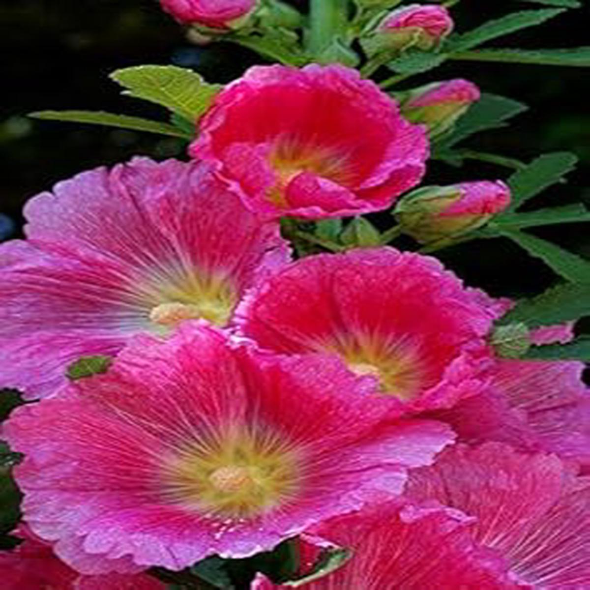 Althaea Rosea Pink Flower Seeds Heirloom, Non-GMO, High Germination Organic Garden Seeds for Planting