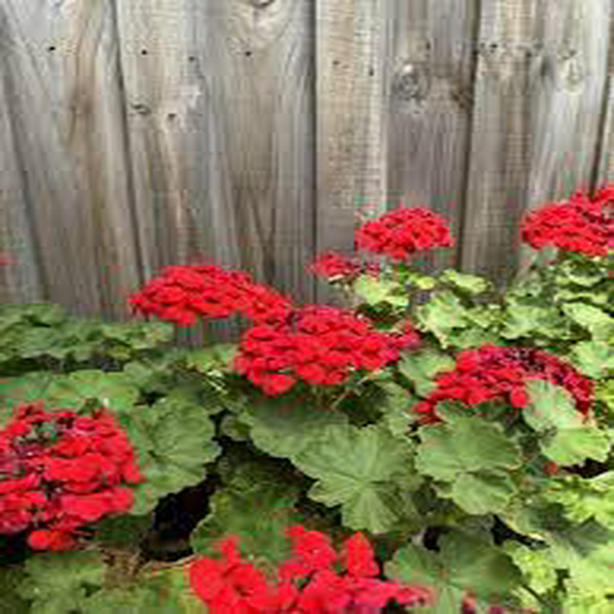 Geranium Red Flower Seeds for Planting  Heirloom, Non-GMO, High Germination Organic Garden Seeds