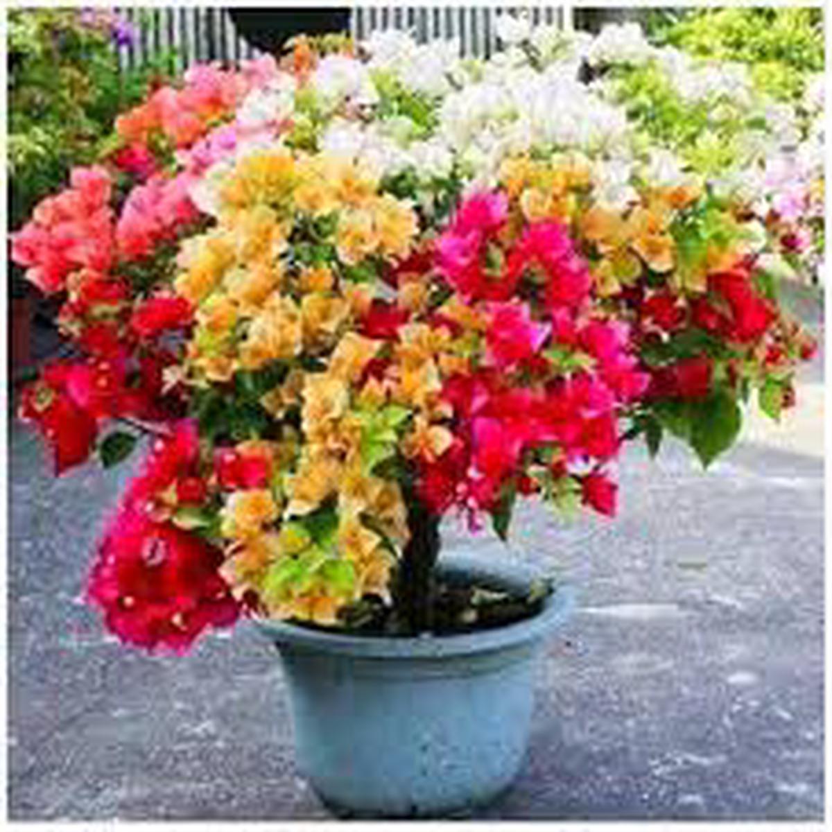 Mixed Color Bougainvillea Flower Seeds for Planting Hardy Variety, Heirloom, Non-GMO, High Germination