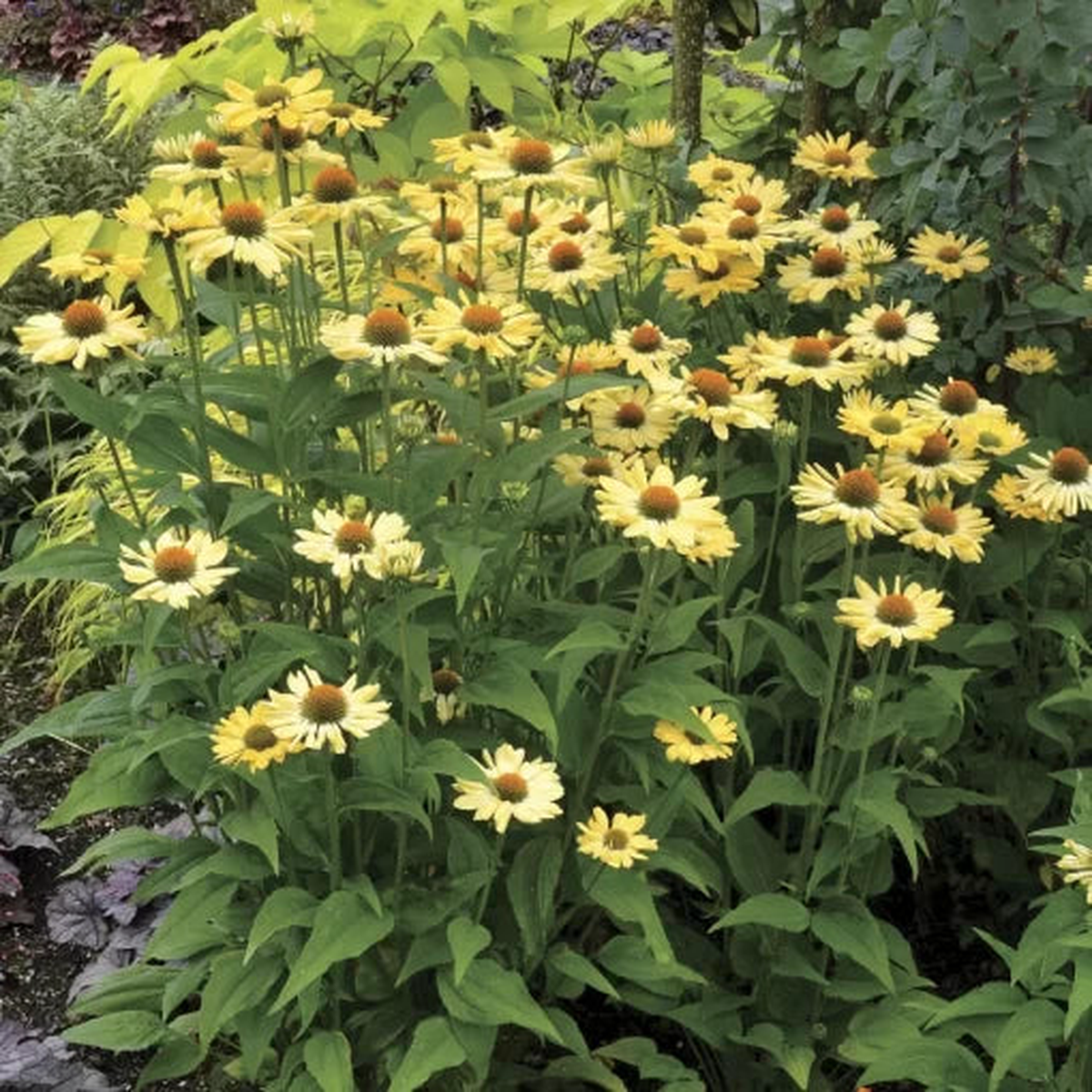 Aloha Coneflower Seeds | Vibrant Long-Blooming Echinacea Variety  Heirloom, Non-GMO, High Germination Organic Garden Seeds