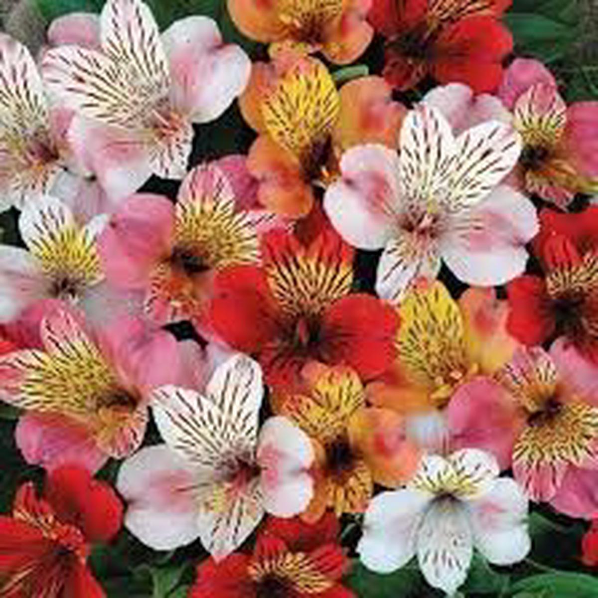 Alstroemeria Flower Seeds for Planting  Wildflower Mix, Heirloom, Non-GMO, High Germination Organic Garden Seeds for Home Garden