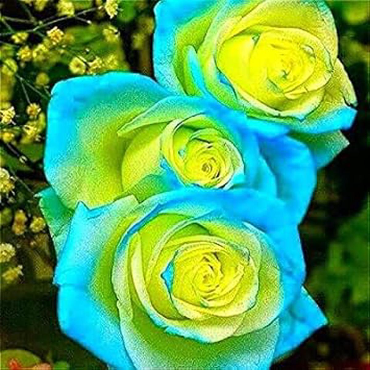 Yellow Sky Blue Rose Flower Seeds for Planting  Heirloom Non-GMO, High Germination Organic Garden Seeds for Growing