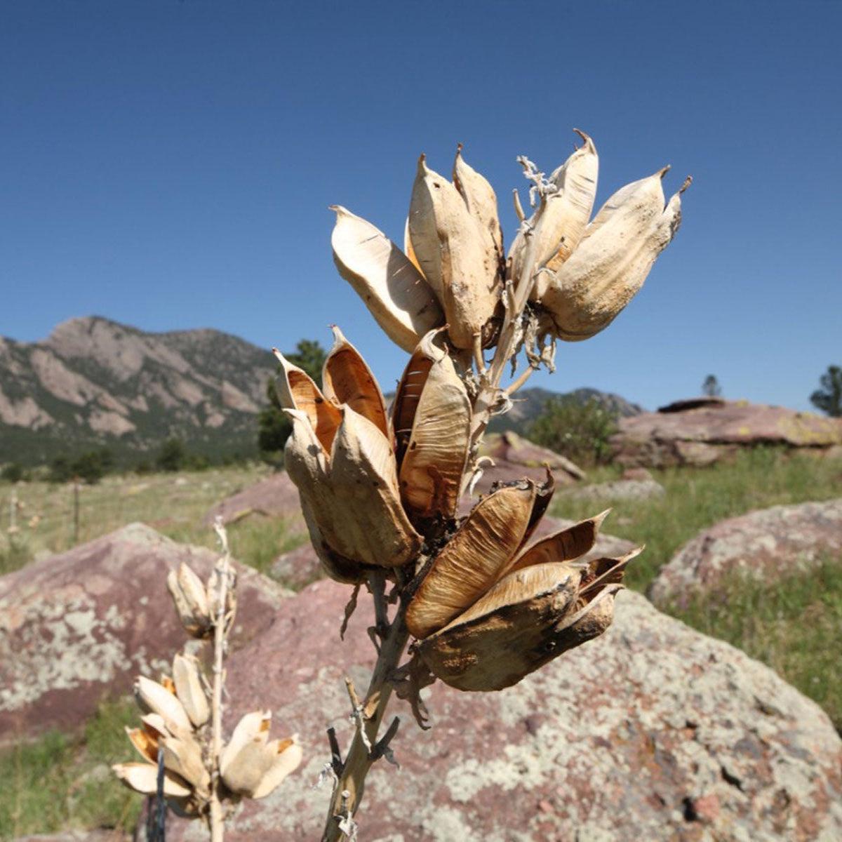 Yucca Flower Seeds for Planting Heirloom, Non-GMO, Drought-Tolerant, Perennial