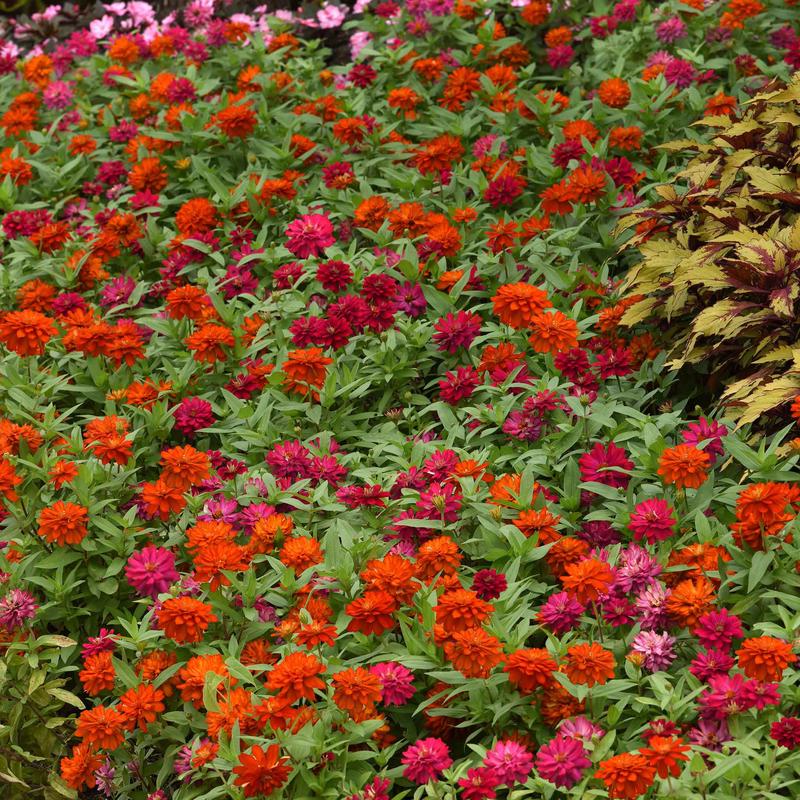 Zinnia Seeds - Zahara Double Cherry & Double Fire