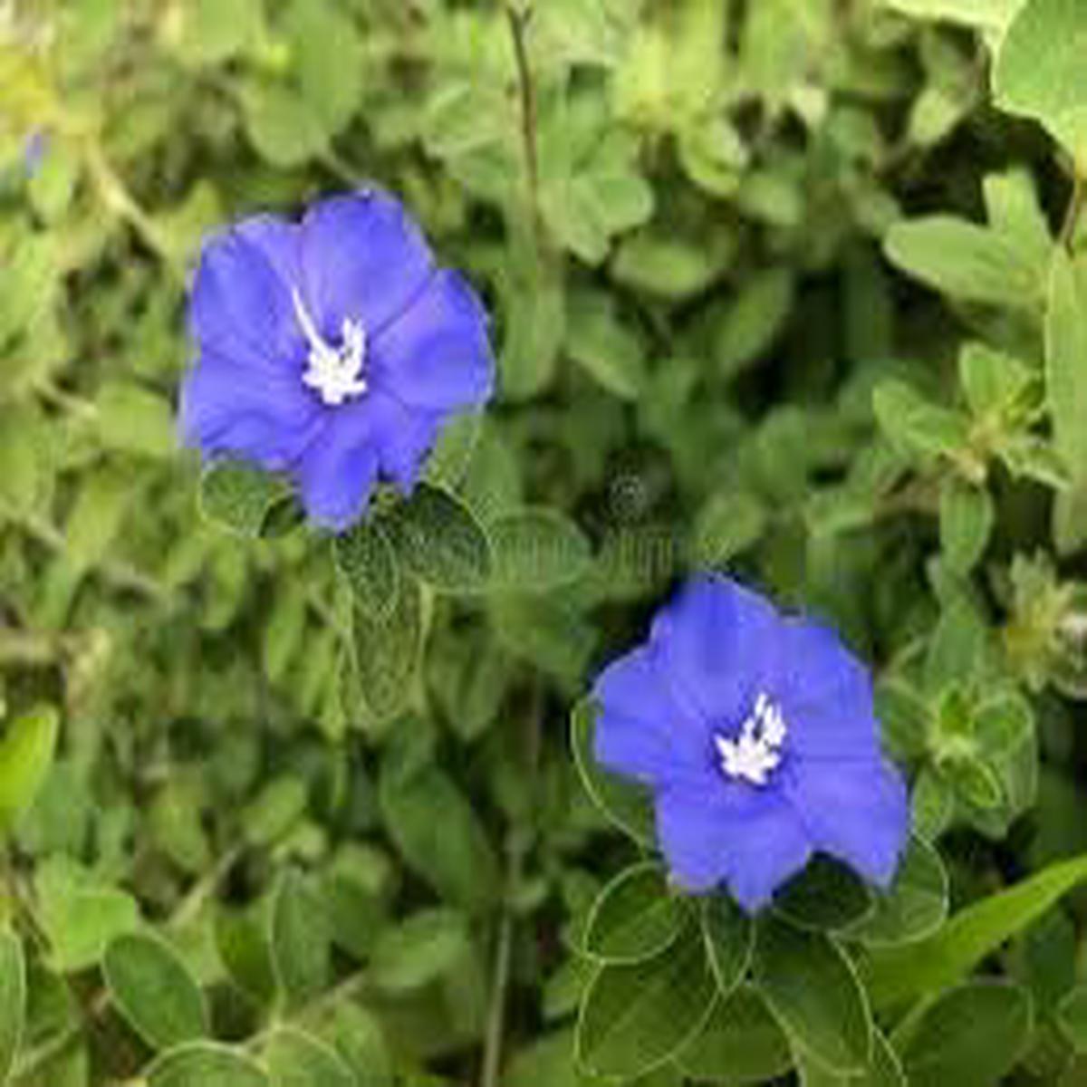 Heirloom Clematis Climbing Flower Seeds Non-GMO Vining Blooms for Planting Organic Garden