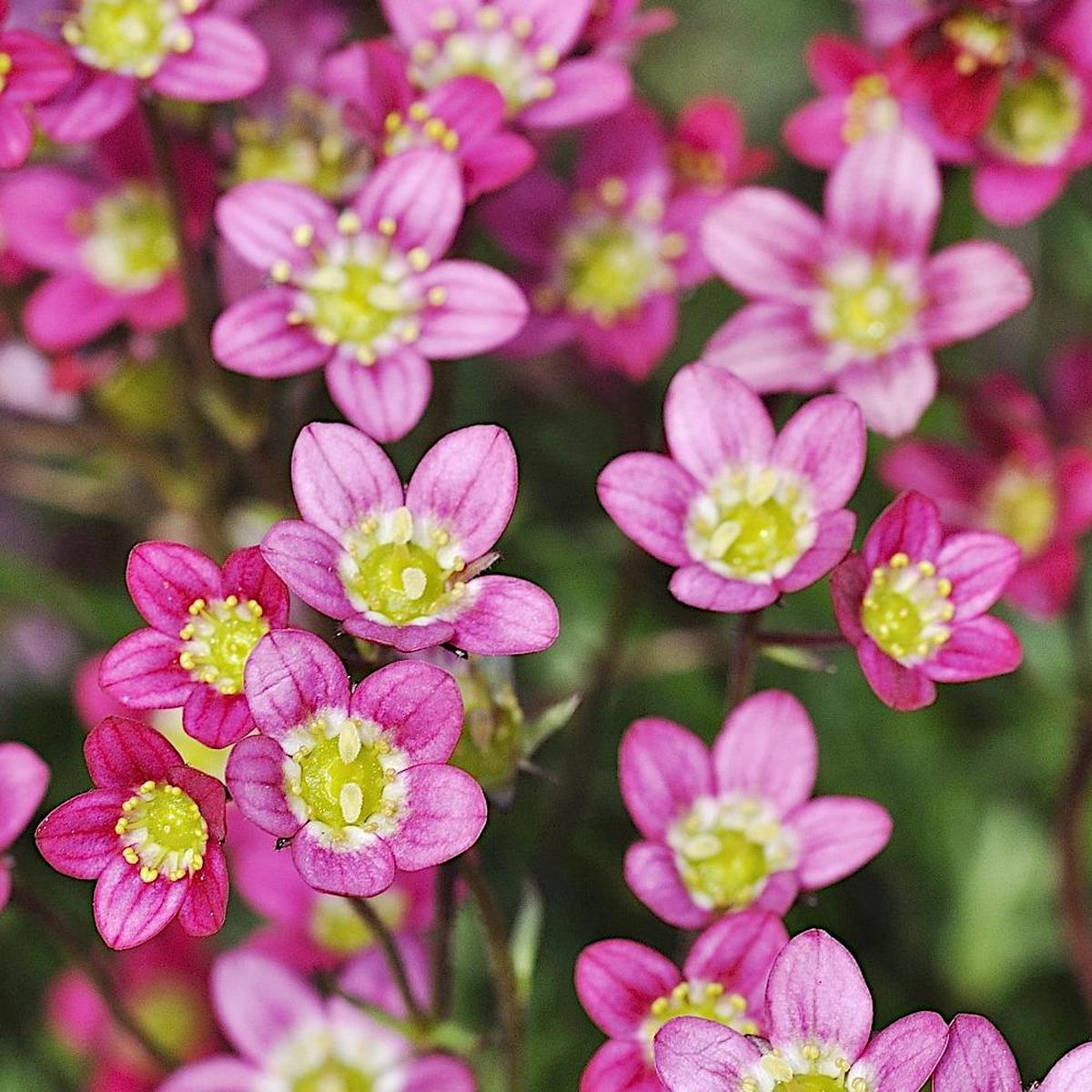 Saxifraga Pink Flower seeds for Planting Garden Favorite, Heirloom & GMO Free Seeds for Home Garden, High Germination