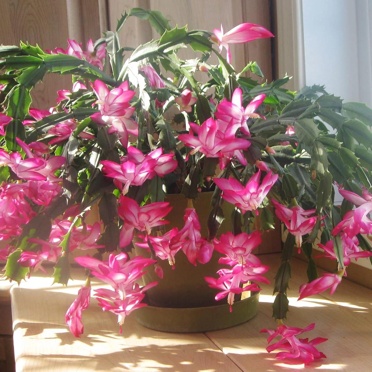 Zygocactus Seeds Crab Cactus, Christmas Cactus Ornamental Garden Decor Pots Hanging Baskets Indoor Outdoor Houseplant  Flower Seeds