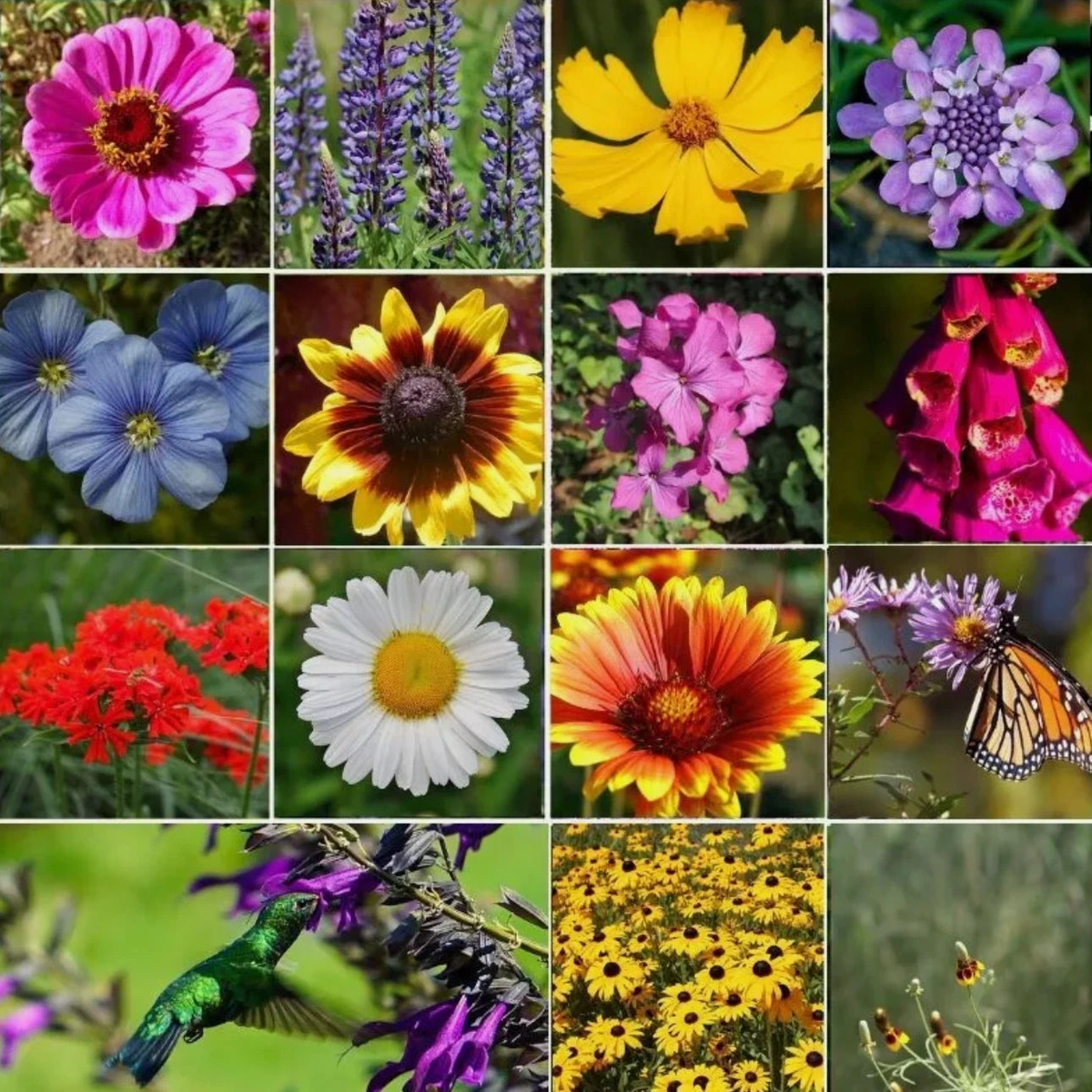 ALL PERENNIAL Wild Flower Mix Pollinator Garden Seeds  Heirloom, Non-GMO, High Germination Organic Garden Seeds