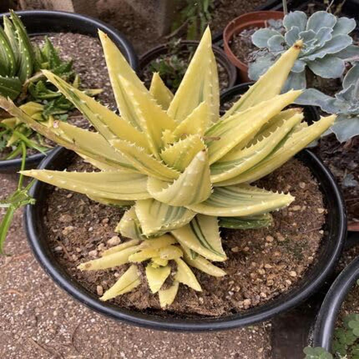 Aloe Yellow Green - Heirloom, Non - Gmo Seeds