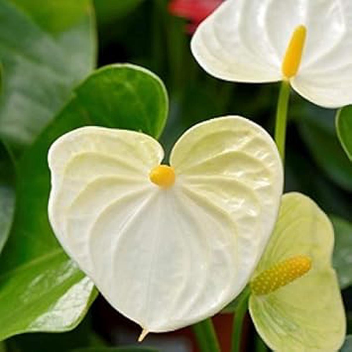 Cream Anthurium Flower Seeds  Heirloom Non-GMO Seeds for Elegant Garden Landscaping