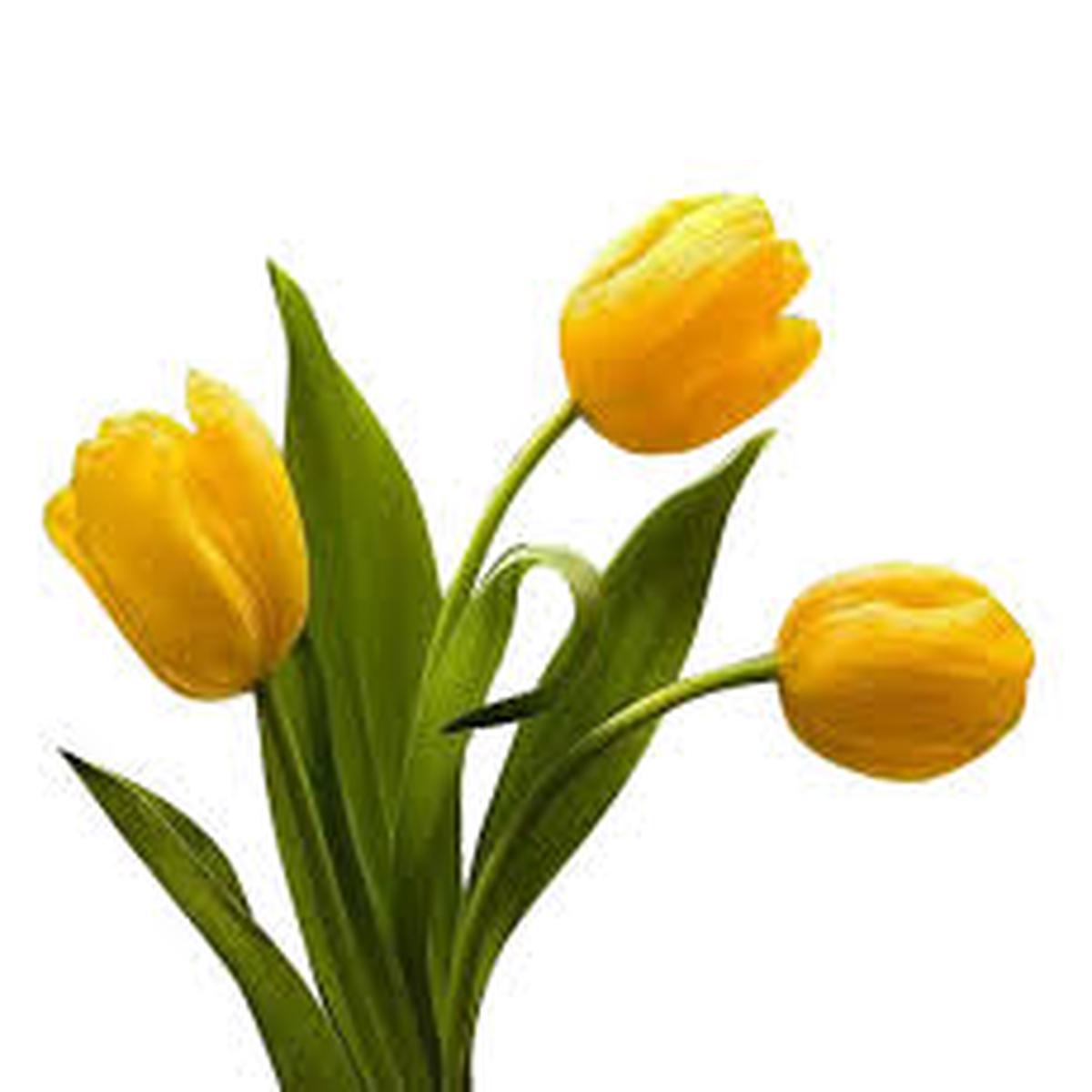 Yellow Tulip Flower Seeds for Planting Heirloom NonGMO Organic Garden Seeds Compact Growth High Germination Sale