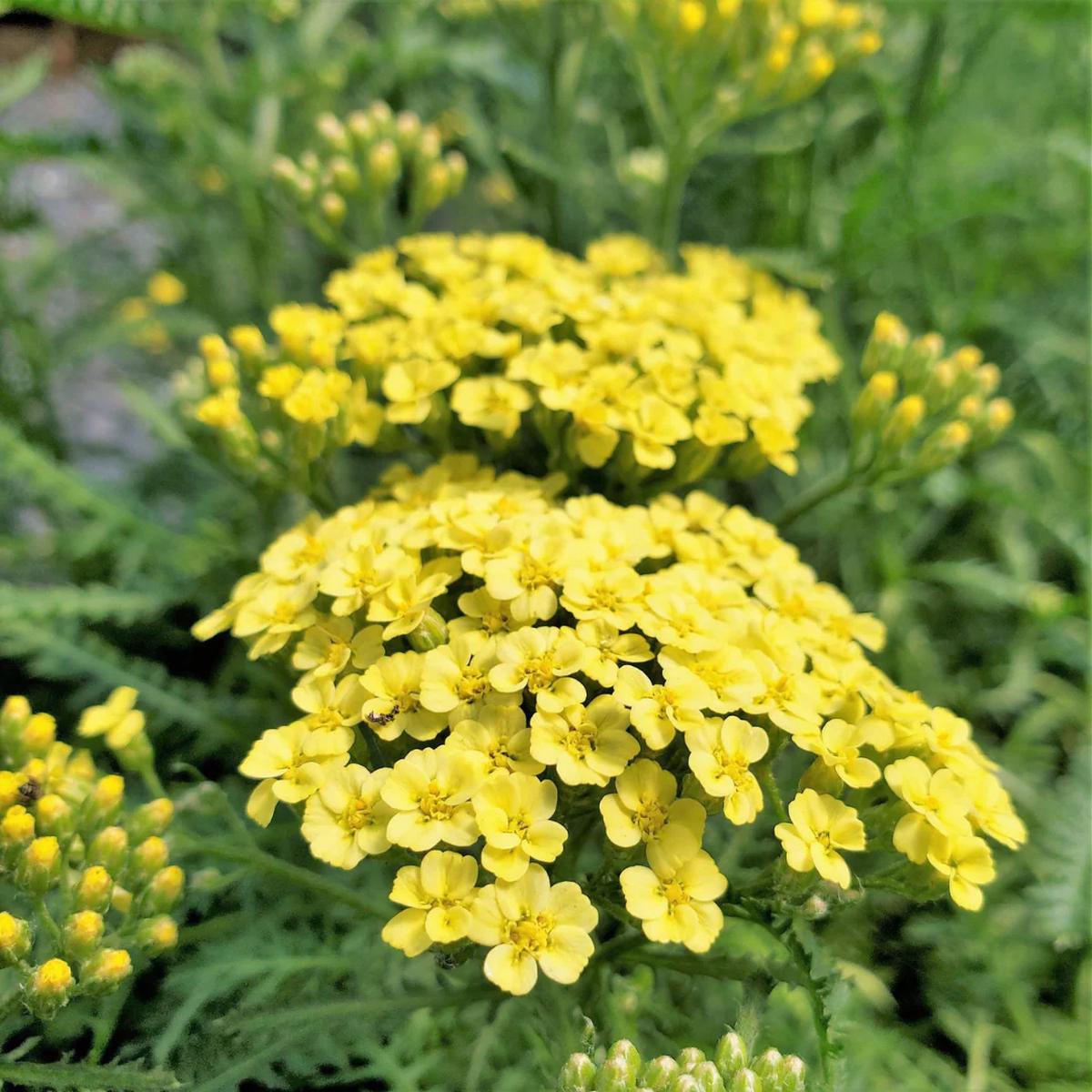 Achillea 'Sunny Seduction' Seeds for Planting Heirloom, Non-GMO, Bright Yellow, Perennial