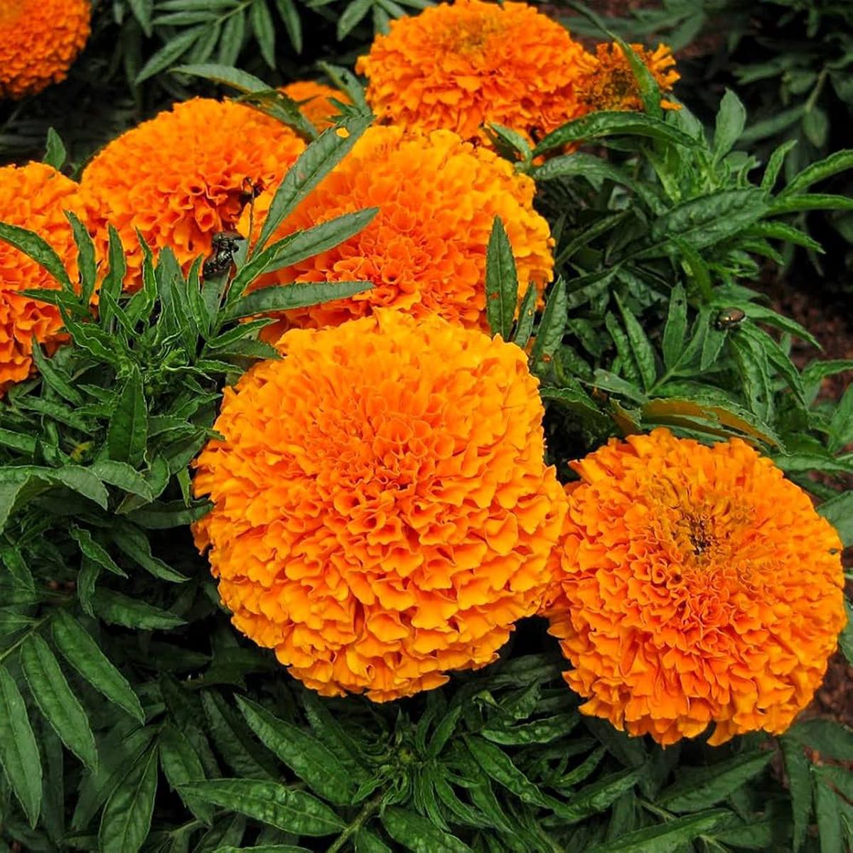African Marigold Tagetes erecta flower seeds for planting in home garden borders and pots