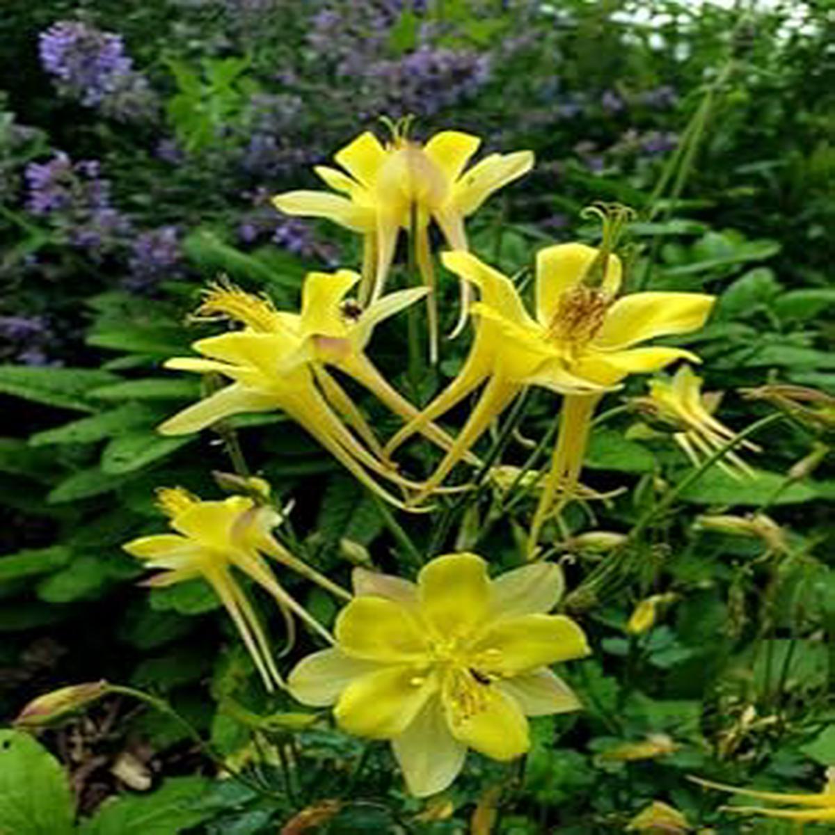 Akelei Pflanze Flower seeds for Planting - Sun Loving, Heirloom & GMO Free Seeds for Home Garden
