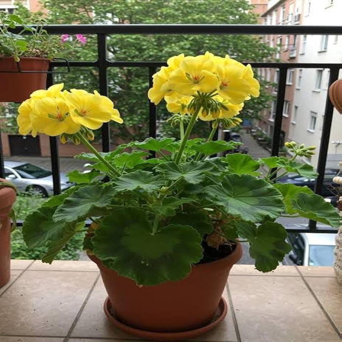 Thick Yellow Geranium Flower Seeds for Planting  Heirloom Non-GMO, High Germination Organic Garden Seeds