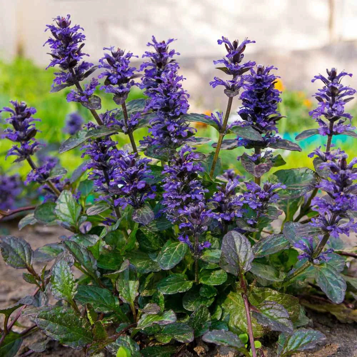 Ajuga Flower Seeds for Planting - Heirloom, Non-GMO, High Germination Organic Garden Seeds