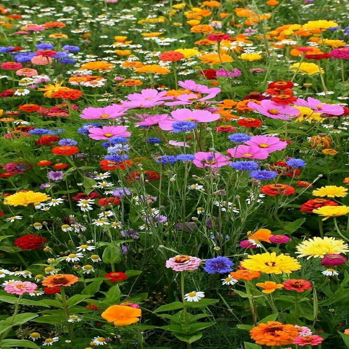 Mixed Color Evening-Scented Flower Seeds for Planting  Heirloom, Non-GMO, Bright Blooms, High Germination