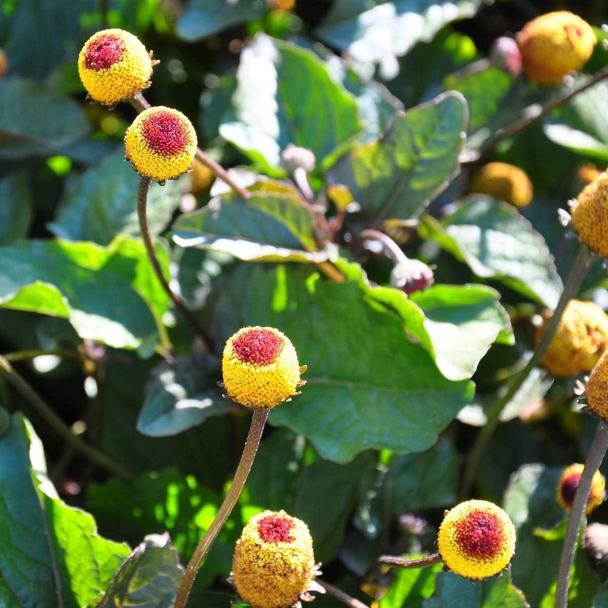 Spotflower Paracress Seeds for Planting  Organic, Heirloom, Non-GMO Edible Flower Seeds